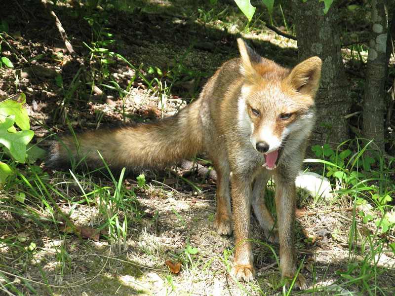 zorro rojo (Vulpes vulpes)