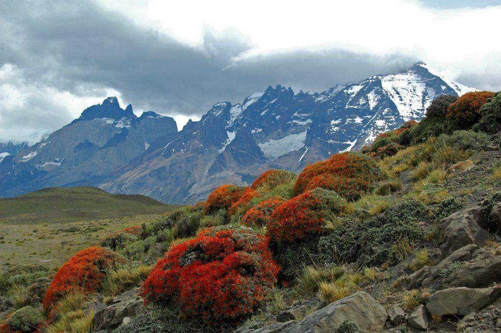Anarthrophyllum desideratum dans le Massif du Paine