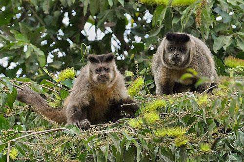 Singes capucins (Cebinae) à Ybycuí, Paraguay