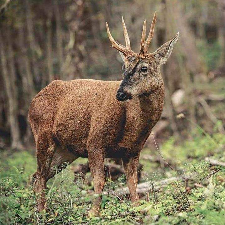 Huemul chilien dans le Torres del Paine