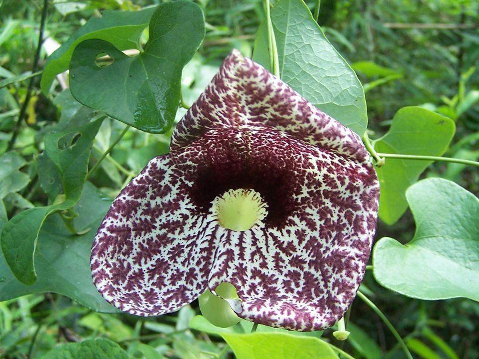 Flore du Parc national Ybycuí au Paraguay