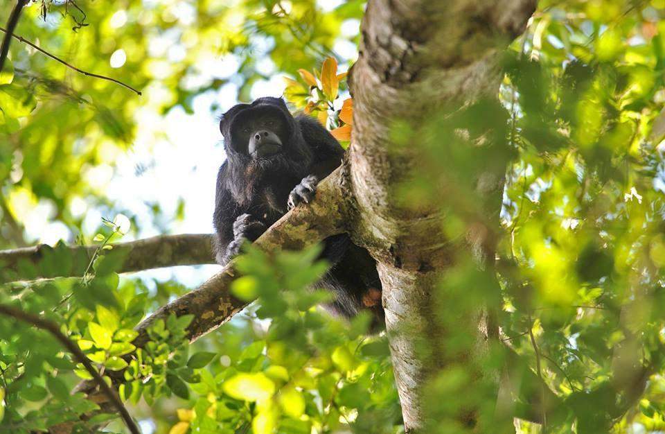 Singe hurleur (Alouatta) à Ybycuí, Paraguay