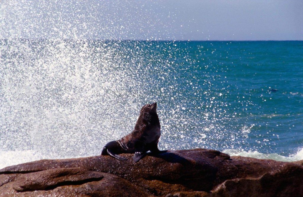 Colonie de lions de mer sud-américains dans le Parc national de Cabo Polonio