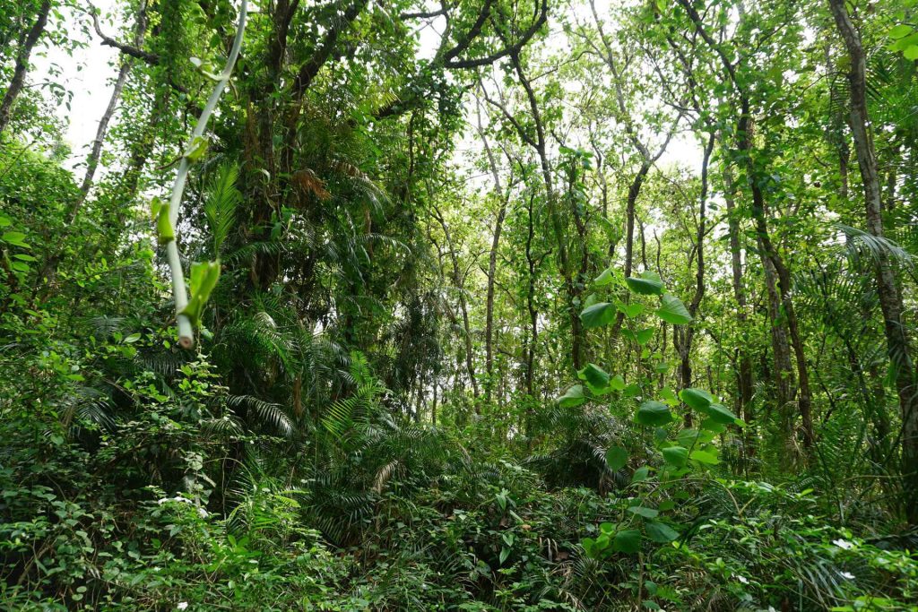 Altadighi National Park in Bangladesh (Dhamirhat Upazila, Naogaon)