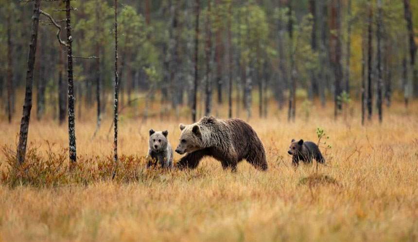 See Bear Family in Oulanka National Park, Finland