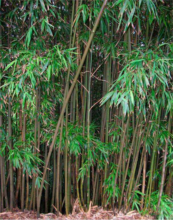 Bambou noir (Phyllostachys nigra), au Sichuan, Chine