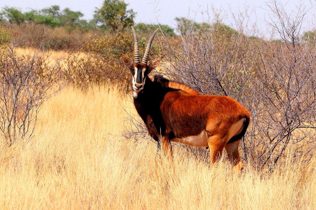 Cangandala National Park