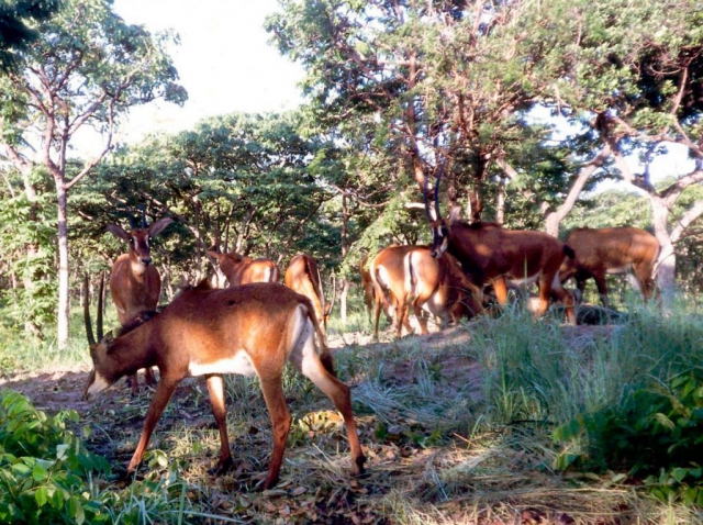 Fauna of Cangandala National Park