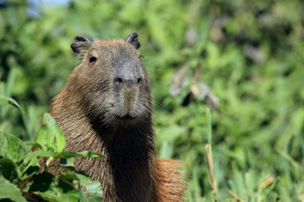 Capybara (Hydrochoerus hydrochaeris) in Pantanal, Brazil