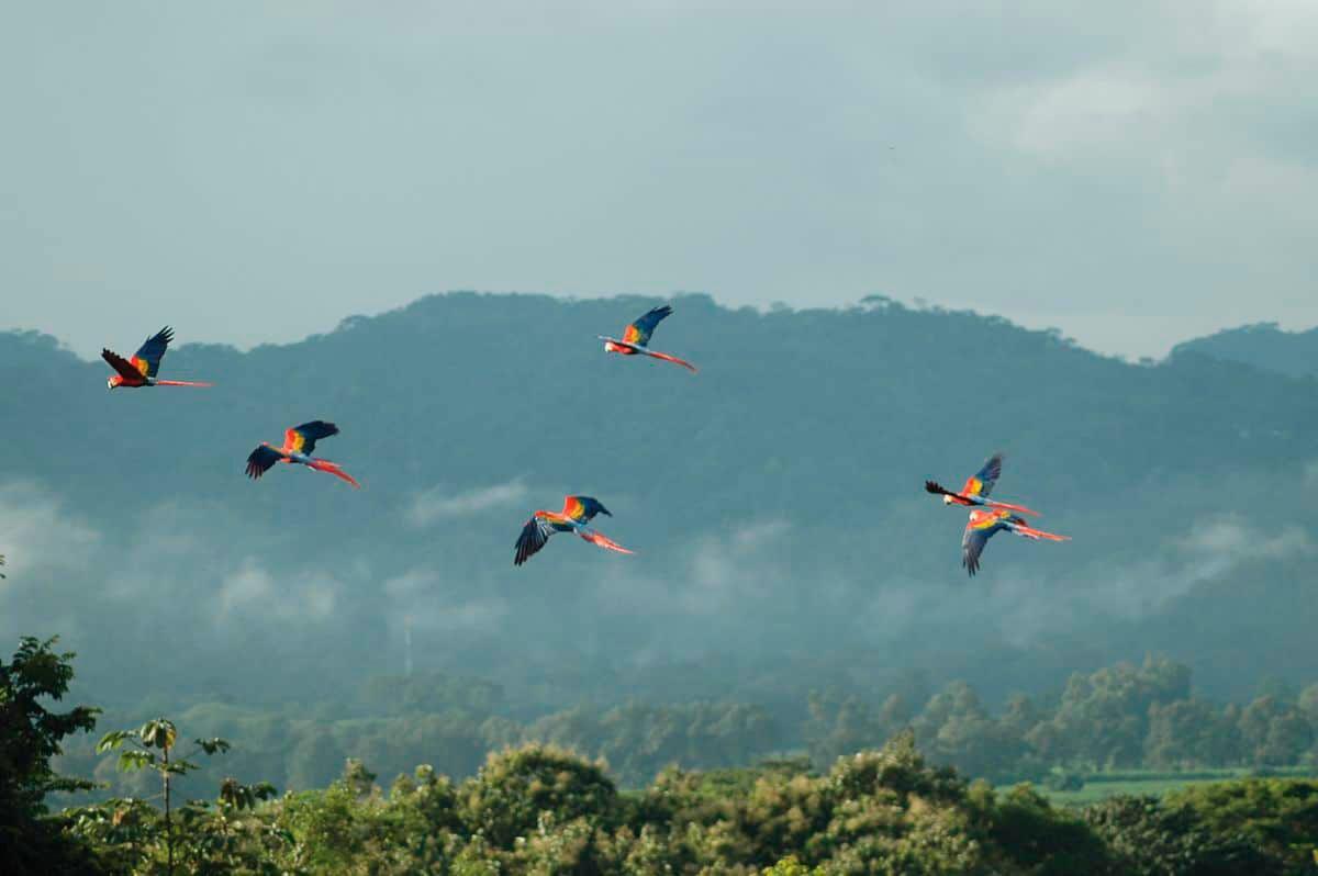 Parc national Carara
