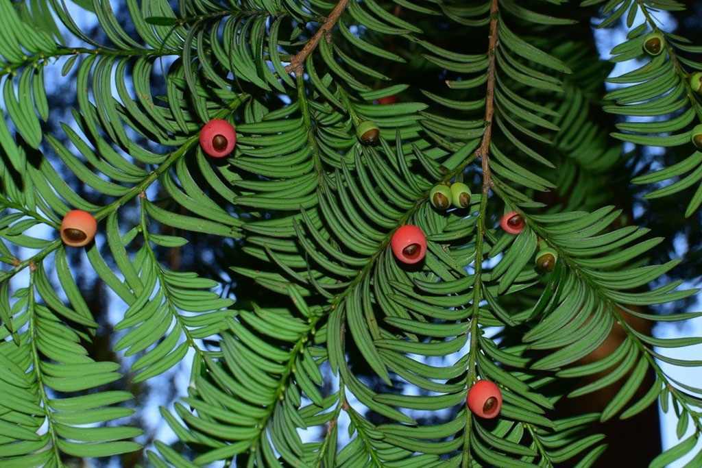 Ifs de Chine (Taxus chinensis)