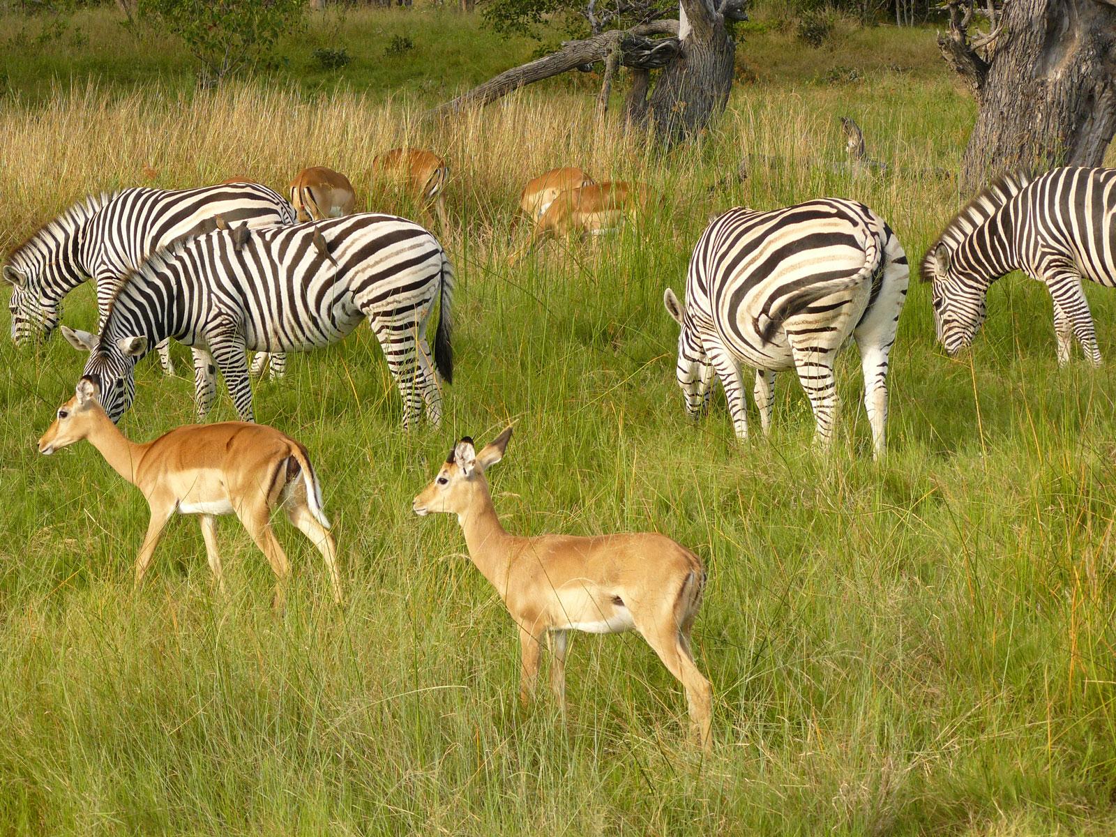 Fauna of Chobe National Park