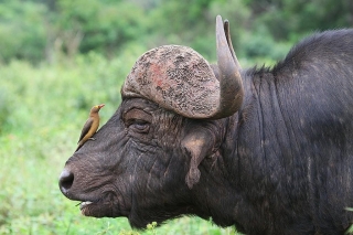 Buffalo in Chobe National Park Buffalo in Chobe National Park