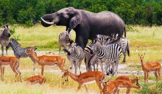Fauna in Chobe National Park Fauna in Chobe National Park