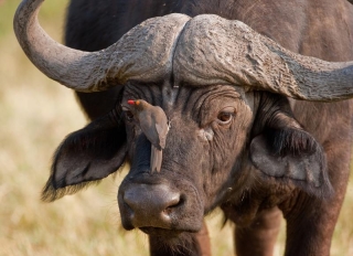 Close-up of a buffalo in Chobe National Park Close-up of a buffalo in Chobe National Park