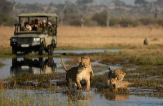 Lion cubs running ahead of the Safari 4x4 Lion cubs running ahead of the Safari 4x4