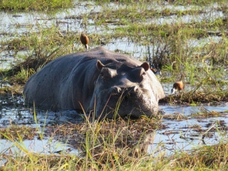 Hippopotamus mud bath in Chobe National Park Hippopotamus mud bath in Chobe National Park