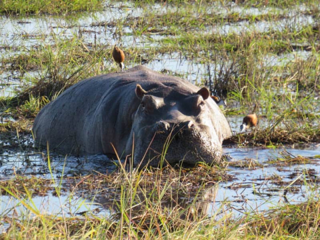 Hippopotamus mud bath in Chobe National Park