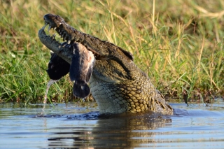 Chobe National Park in Botswana, Africa Chobe National Park in Botswana, Africa