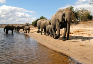 Elephants on the Chobe National Park safari Elephants on the Chobe National Park safari