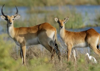 Antelopes in Chobe National Park Antelopes in Chobe National Park