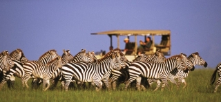 Zebras in the Chobe National Park safari Zebras in the Chobe National Park safari