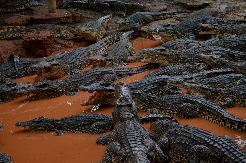 Ciénaga de Zapata National Park