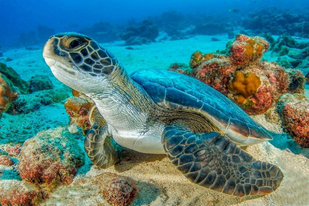 Cocos Island National Park