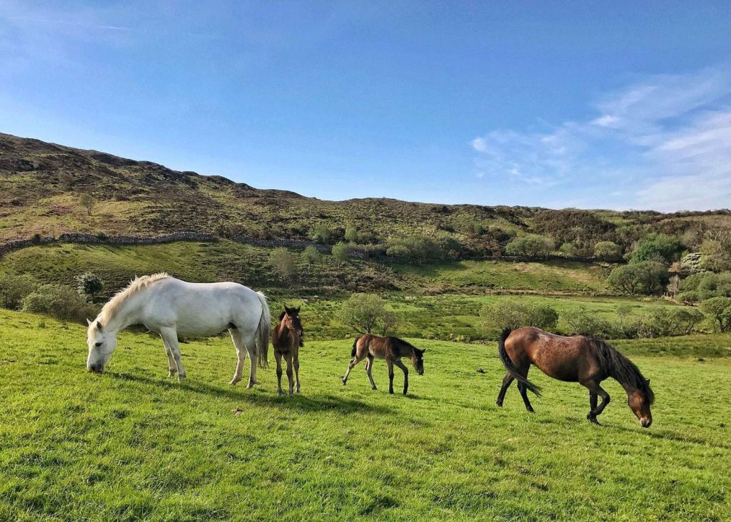 Chevaux pâturant dans le Parc National du Connemara, Irlande