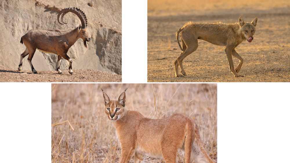 Faune du Parc national Asir, Arabie Saoudite