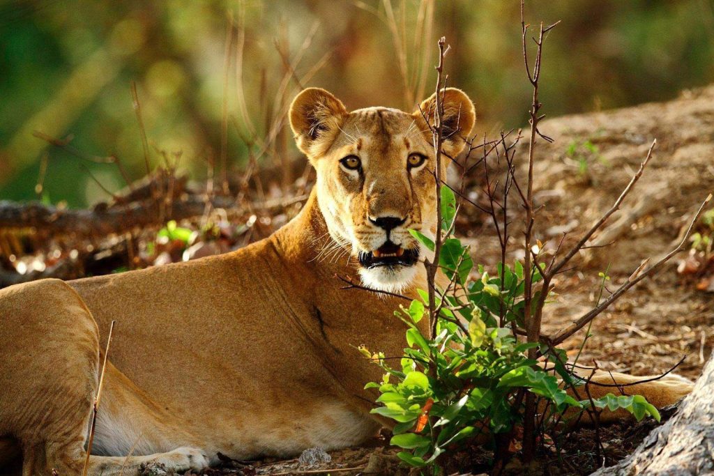 Fauna der Nationalparks von Benin