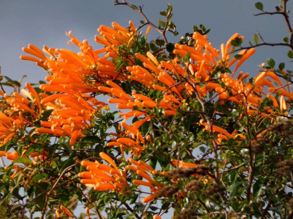 Flora in Boa Nova National Park in Brazil