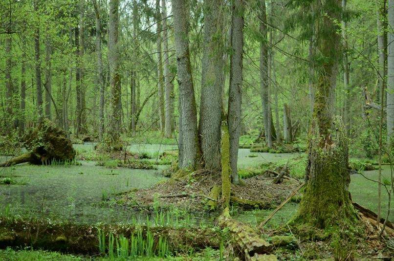 La diversité de la flore et des espèces végétales à Białowieża