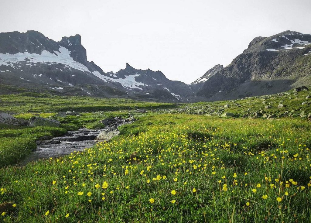 Flore de Jotunheimen