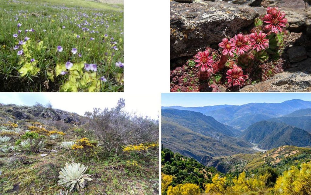 Flora of Sierra Nevada National Park