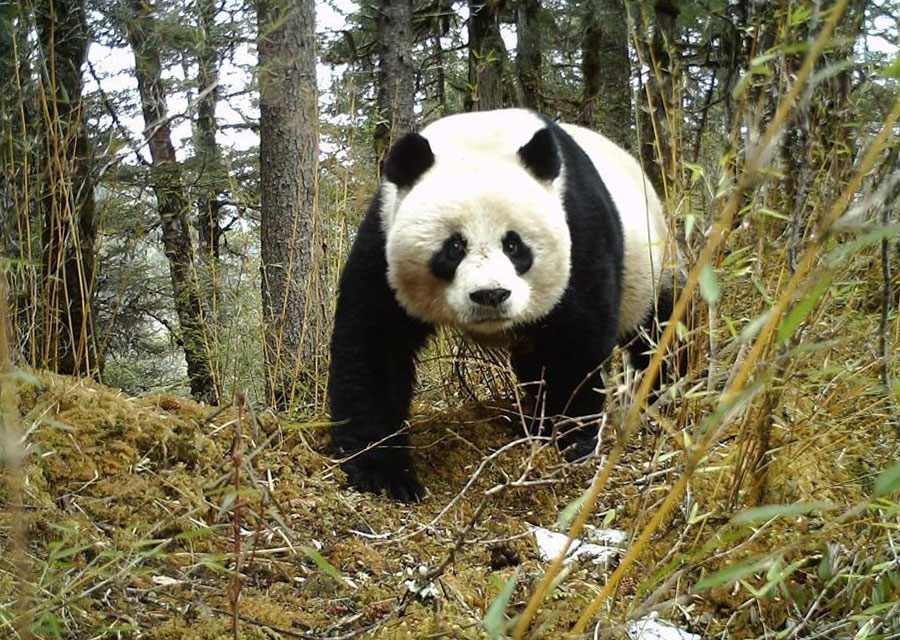 Panda géant (Ailuropoda melanoleuca) au Sichuan, Chine