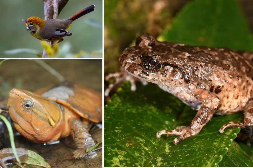 ホアン・リエン国立公園の特徴的な動物と野生生物、ベトナム