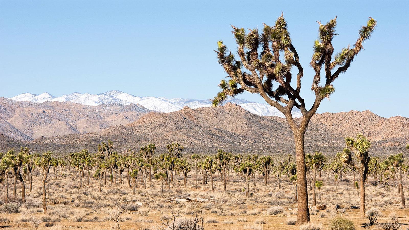 Parc national de Joshua Tree