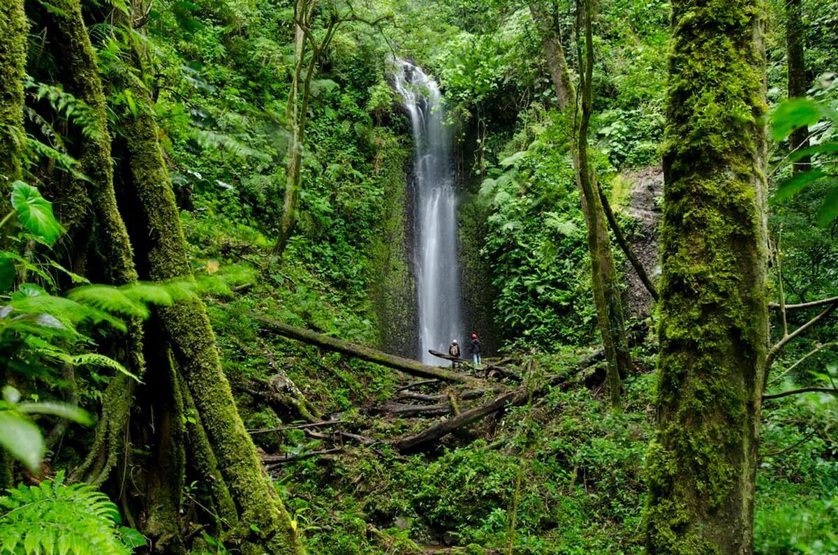 Parc International La Amistad au Panama et au Costa Rica