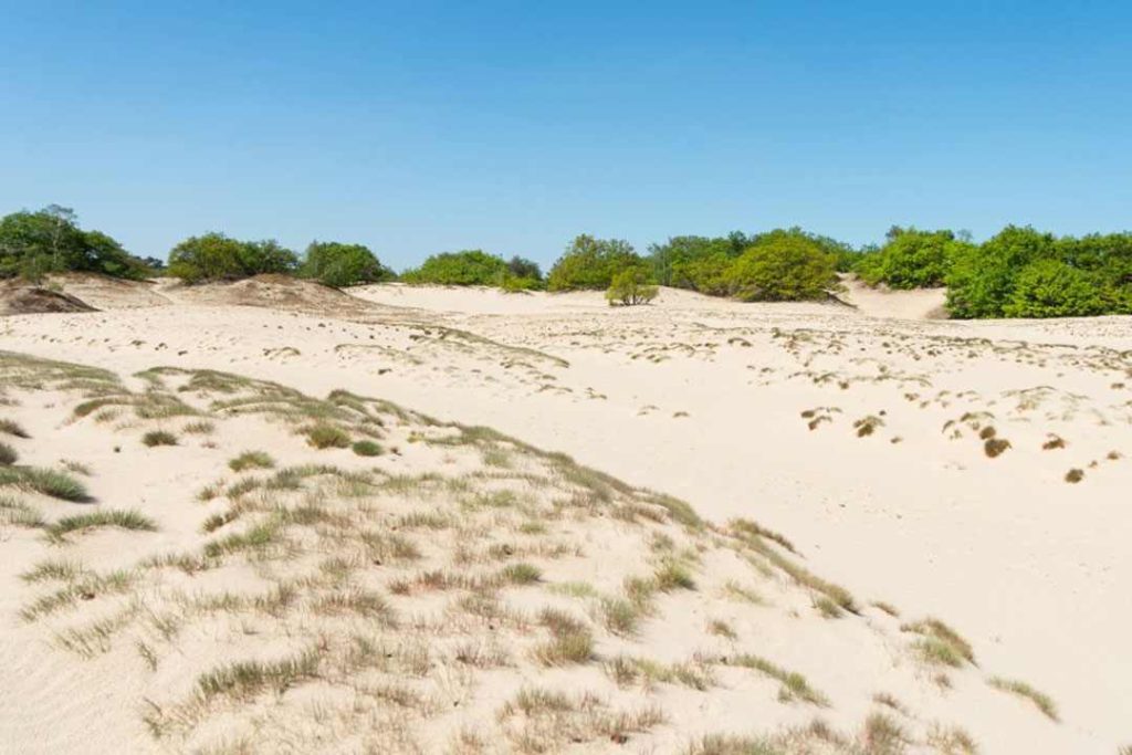 ¿Cómo se formaron las dunas de arena en De Loonse en Drunense Duinen?