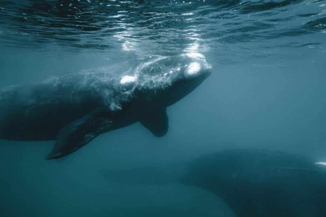 Fauna de Namuncurá Banco Burdwood, en la imagen ballenas