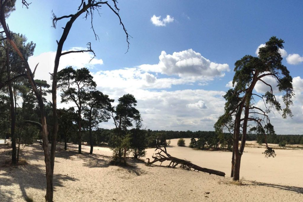 Parque Nacional De Loonse en Drunense Duinen: vista de las dunas y bosque