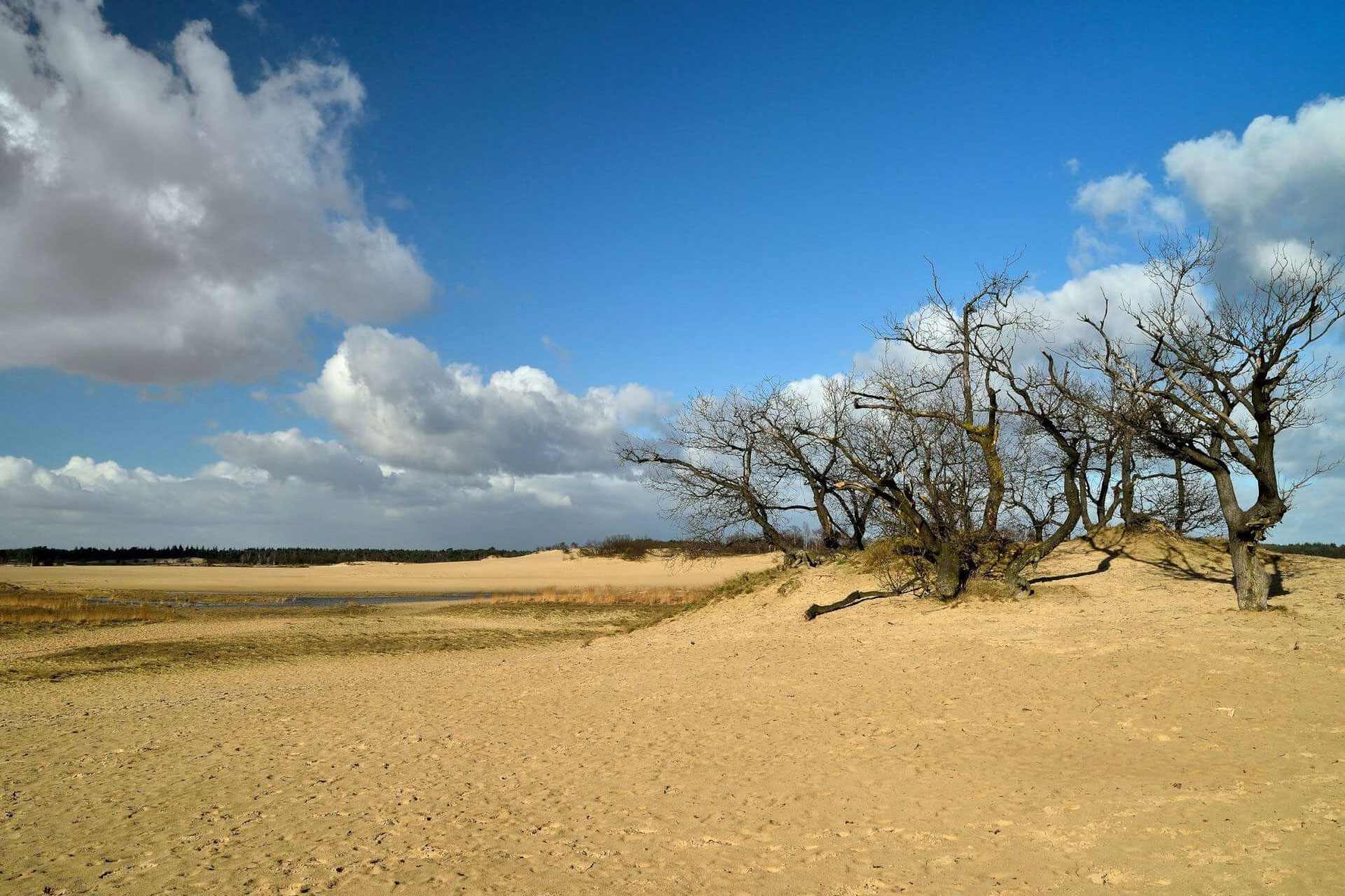 Nationalpark De Loonse en Drunense Duinen: wandernde Dünen, neugierige Tiere und Dinge, die du über die Region Brabant in den Niederlanden noch nicht wusstest