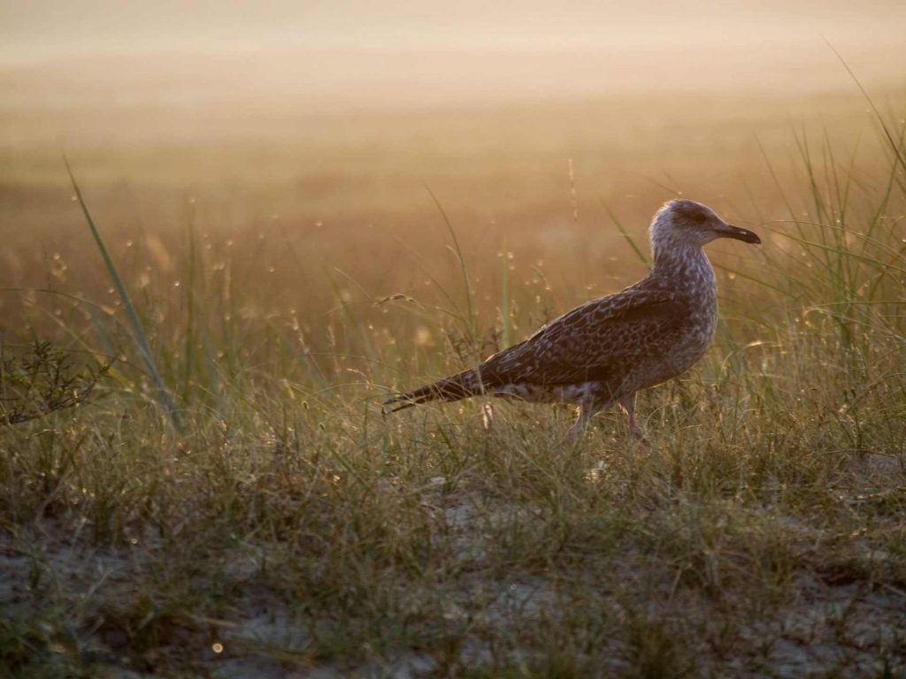 Fauna im Nationalpark Dünen von Texel