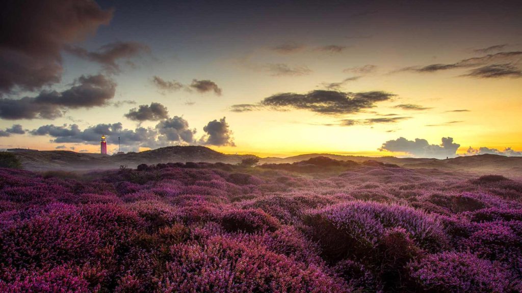 Flora im Nationalpark Dünen von Texel