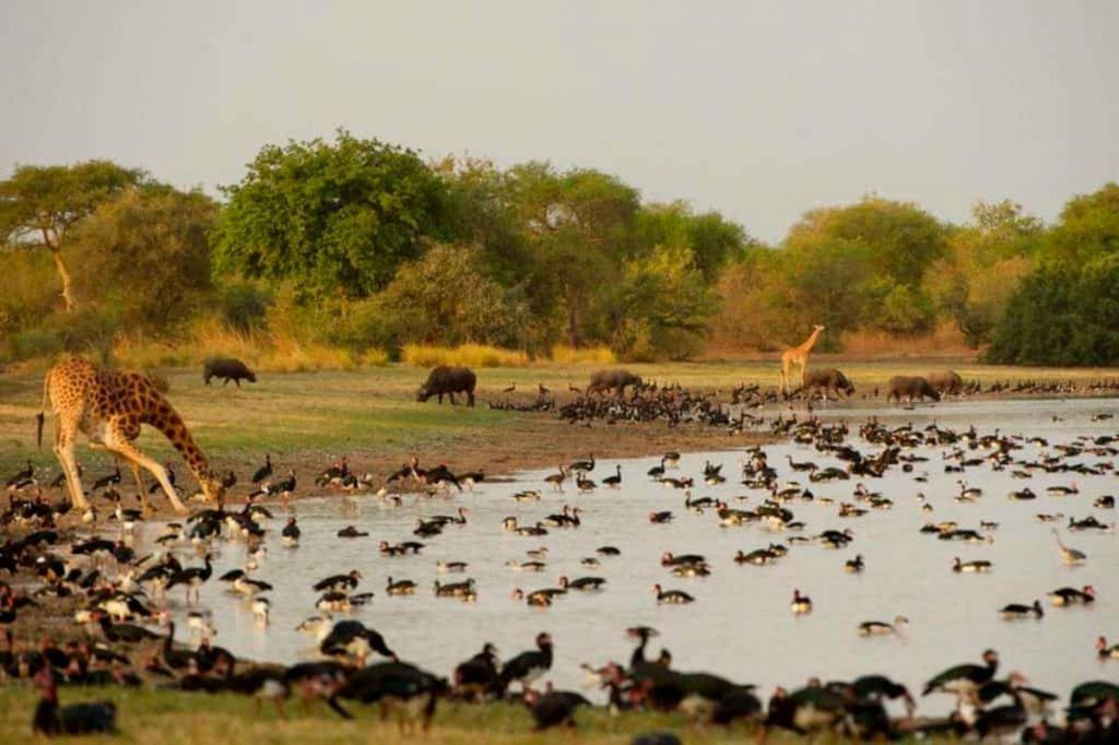 Aouk National Park