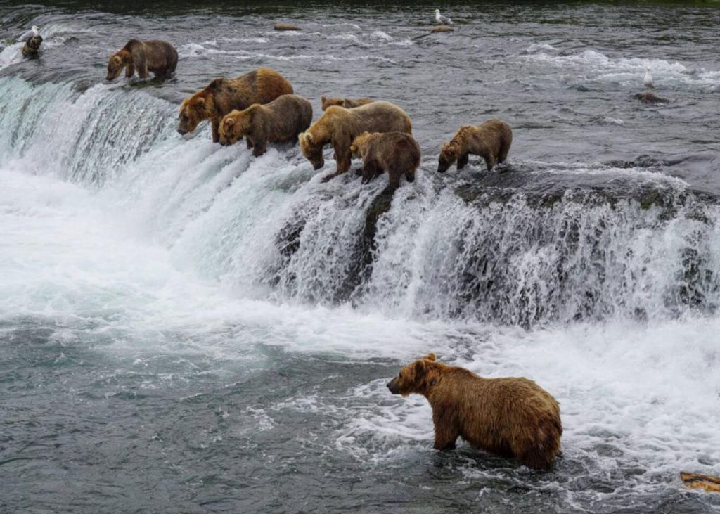 Parc national de Katmai