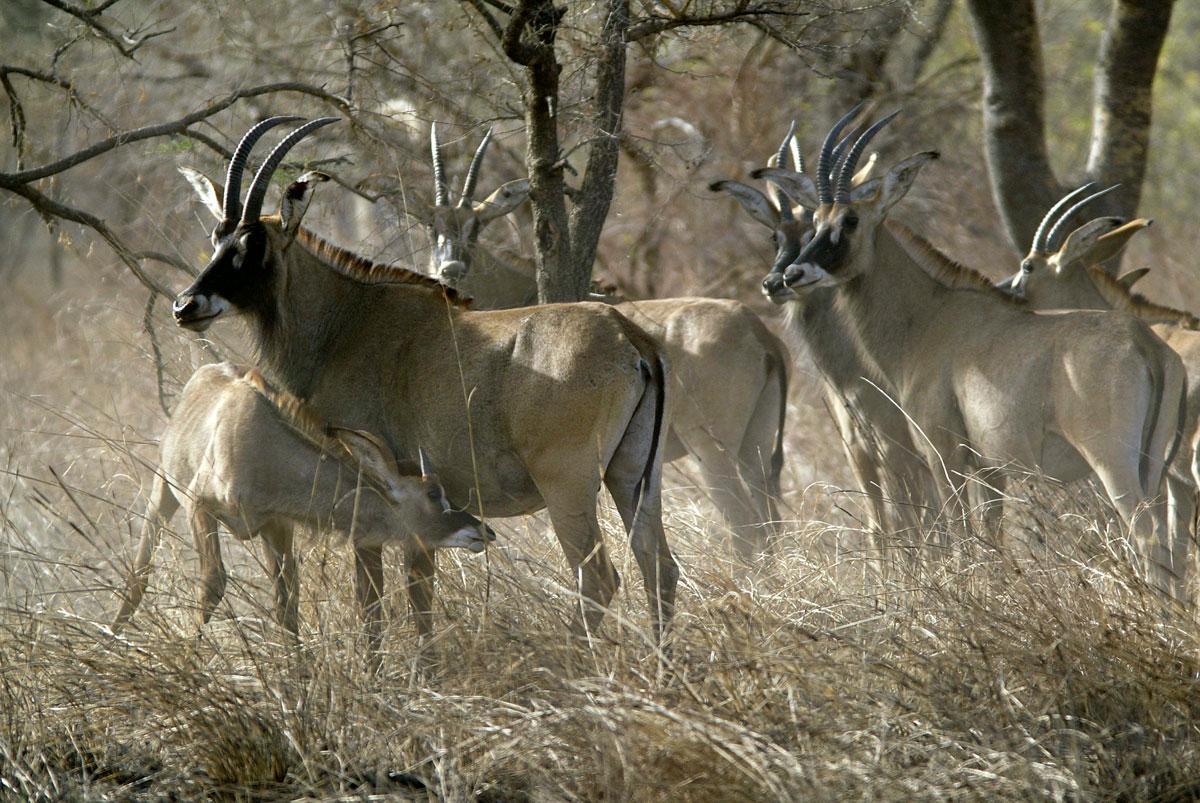 Manda-Nationalpark