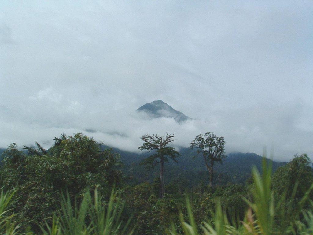 Mount Cameroon National Park