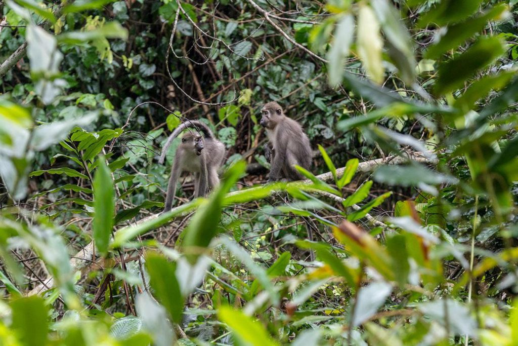 Nki National Park